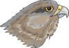 Brown Hawk Head Clip Art